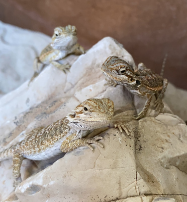 АГАМА БОРОДАТАЯ, S